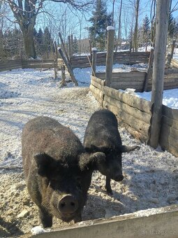 Maďarská mangalice - 2