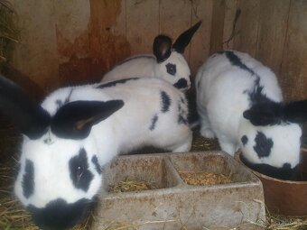 Český strakac SAMEC - 2