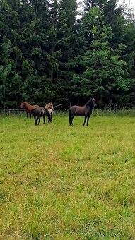 Pronájem & Ustájení - 2