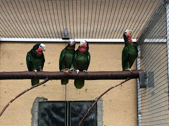 Amazoňan kubánský - 2