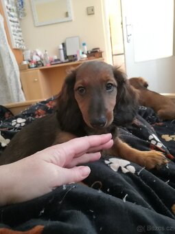 Štěňátka jezevčíka - 2