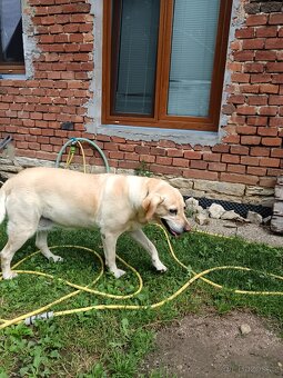 Daruji fenku labradorky - 2