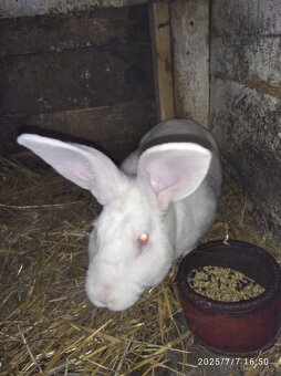 Francouzska hyla - 2