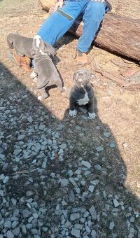 Stafordšírský bulteriér - 2