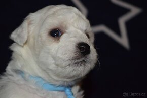 BICHON FRISE - BIŠONEK  s PP - 2