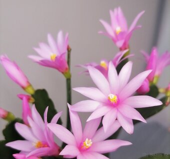 Schlumbergera - Velikonoční kaktus (řízky) - 2