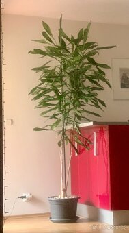Prodám Dracaenu. - 2