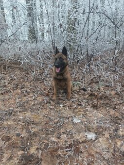 Belgický ovčák malinois - 2
