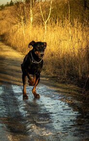 adopce Dobby - 8.12. 2021 narozený - 2