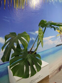 Monstera Deliciosa - 2