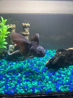 Prodám větší zavojnatky oranda calico a black - 2