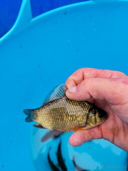 ❗️KARAS OBECNÝ 10-15CM❗️ - 2
