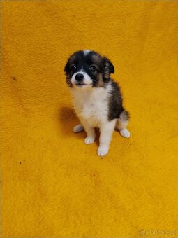 Štěňata Kříženců Německý špic x bordel kolie - 2