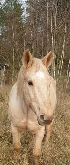 1/2 APH valach Goldy Aron Valley - 2