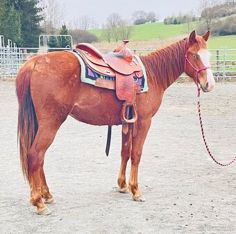 Klisna QH 2 roky - 2