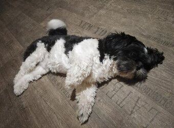 Shih-tzu - krytí - 2