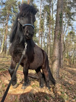 Mini pony valášek - 2