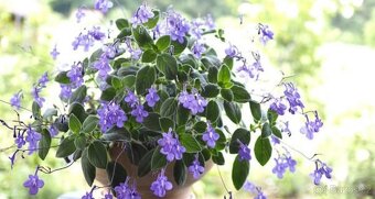 Drimiopsis maculata, ALOE-menšího vzrůstu, STREPTOCARPUS-SAX - 2
