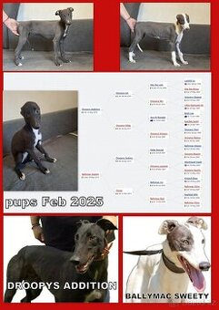 greyhound - štěňata - 2