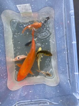 Koi Kapři - 2