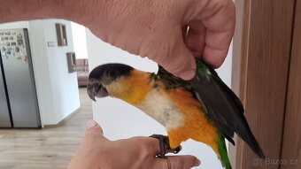 Amazónek černotemenný - ručne dokŕmené mláďatká - 2