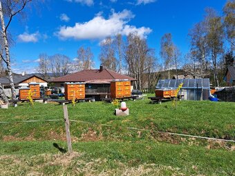 Včely oddeleky. - 2