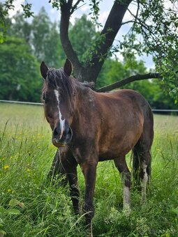 Welsh pony valach - 2