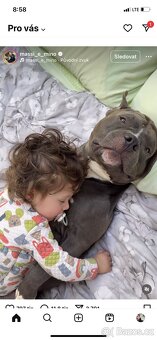 Nabízím ke krytí modrého American bully xl - 2
