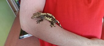 Prodám pagekon řasnatý Rhacodactylus ciliatus - 2