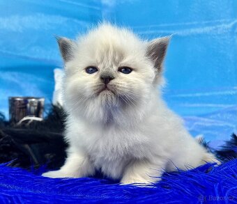 KOŤÁTKO NĚVSKÁ MAŠKARÁDA S PP - 2