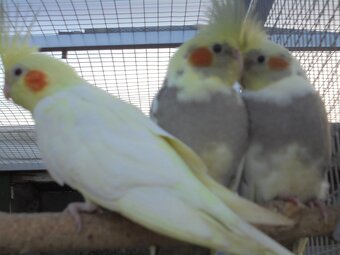 ODCHOV KORELA CHOCHOLATÁ - 2