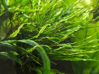 Akvarijní rostlina Microsorum mini (hnědovka 'Narrow') - 2