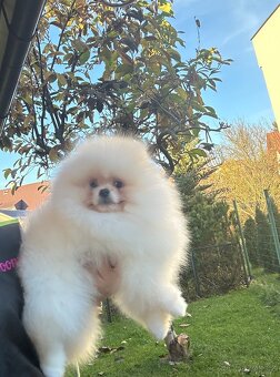 Pomeranian s pp FCI - 2