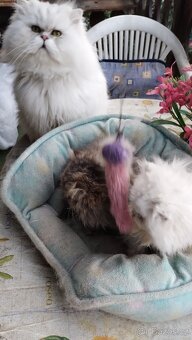 Perská kotátka - 2