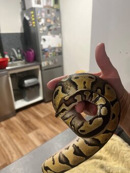 Krajta Královská - 2