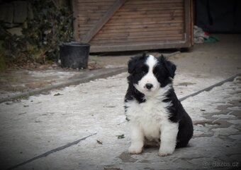 Border kolie s PP - 2