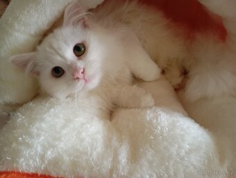 Kotě Turecká Angora - 2