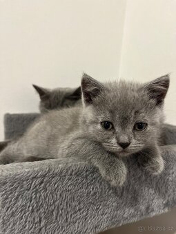 Britská koťata - 2