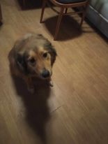 Daruji psa - Střední velikost Malinois/Labrador - 2