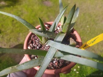 Aloe vera - 2
