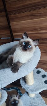 Ragdoll - 2