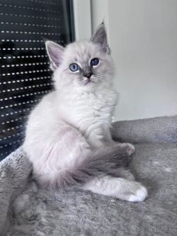 Ragdoll koťata - 2