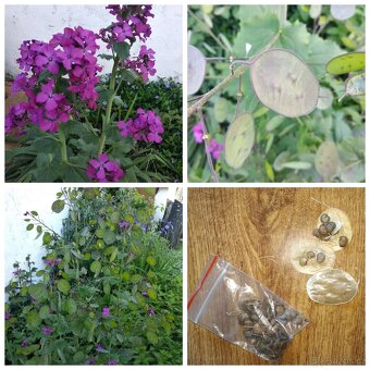 Trvalky a semena rostlin - 2