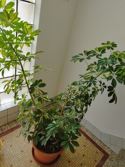 Šeflera - 2