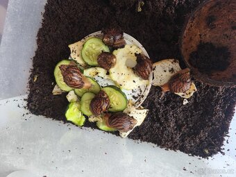 mláďata šneka Achatina (Oblovka obrovská – africký šnek) - 2