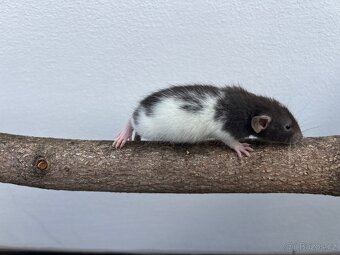 Potkan Dumbo - 2