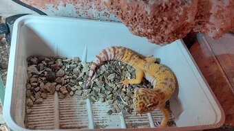 Gekončik noční - 2