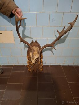 Jelení paroží na dřevěné podložce - 2