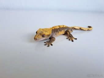 pagekon řasnatý. - 2