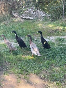 Indický běžec - 2